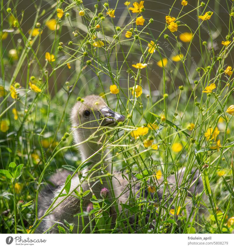 Butter(blume) zum Frühstück | Küken der Graugans frisst gelbe Blumen Gänseküken Gans Vogel Wildtier Wildgans Tier Natur Jungvogel Wiese grün Butterblumen