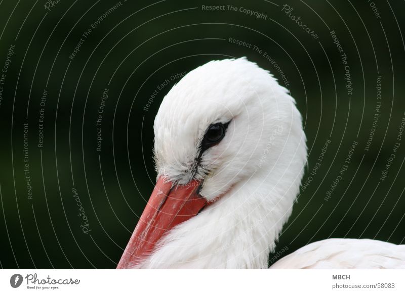 Schüchtern Storch Schnabel weiß Tier Nahaufnahme Blick Auge