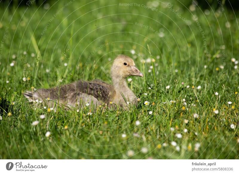 Gänse-Blümchen | Küken der Graugans ruht sich auf einer Wiese mit Gänseblümchen aus Gans Gänseküken Tierjunges Vogel Wildtier Tierporträt niedlich Gras Natur