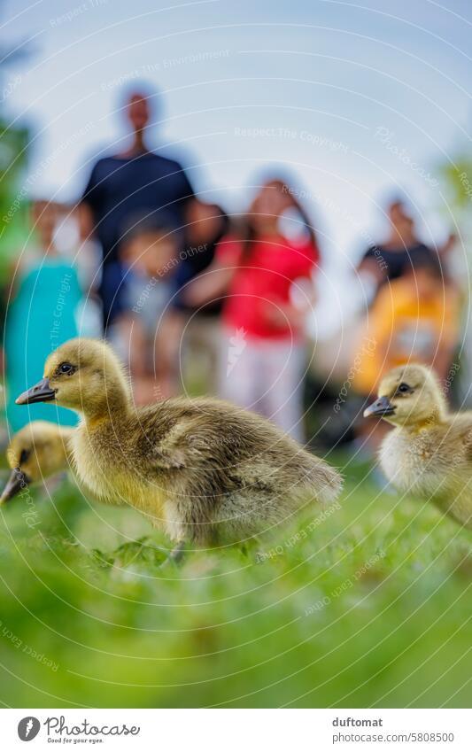 kleine Gänseküken stehen vor begeisterten Kindern Gänschen Außenaufnahme Natur Tier Wildtier Tierporträt weich jung Jungtier Tierjunges niedlich Vogel gelb