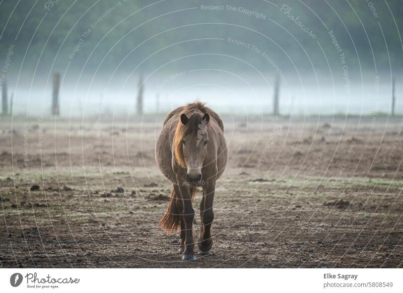 Morgenstimmung auf der Pferdekoppel , einzelnes Pferd vor nebligem Hintergrund Natur Weide Landschaft Farbfoto Außenaufnahme Umwelt Nebel Nutztier Menschenleer