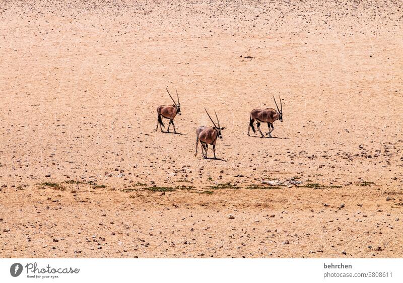 tiergeschichten Oryxantilope Wüste Afrika frei wild Sand Ferne Namibia Fernweh Farbfoto Einsamkeit Abenteuer Freiheit Natur Ferien & Urlaub & Reisen Wärme