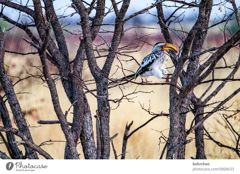 sprunghaft reisen Fernweh Ferne Farbfoto Abenteuer Natur Freiheit besonders Tierschutz Tierliebe Afrika Safari Namibia Wildnis wild frei Tierporträt