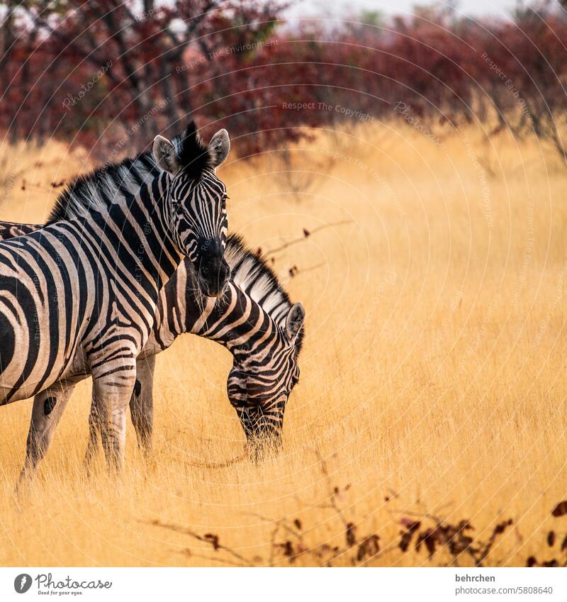 *4 1 0 0* unvergessliche augenBLICKE Umwelt Tierliebe Tierschutz Gras Zebrastreifen beeindruckend Abenteuer besonders Freiheit Natur Ferien & Urlaub & Reisen