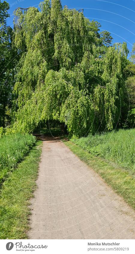 Tor zu einer anderen Welt Farbfoto Außenaufnahme Aktivität joggen im Freien Joggen Training Natur Landschaft grün Himmel Park Wege & Pfade laufen Bewegung aktiv