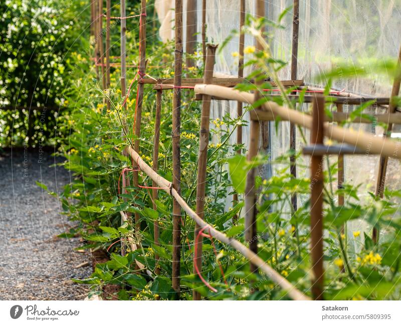 Tomatenpflanzungen in den Gewächshäusern Bodenbearbeitung Tomatenpflanze organisch Tomatenanbau Wachstum Garten Blatt grün Ernte Ackerbau Gemüse Pflanze