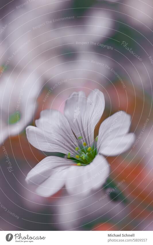 Weiße Blüte Blütenblatt Blume Nahaufnahme Pflanze Natur Farbfoto Blühend Detailaufnahme Schwache Tiefenschärfe Frühling farbig natürlich Garten Frühlingsgefühle