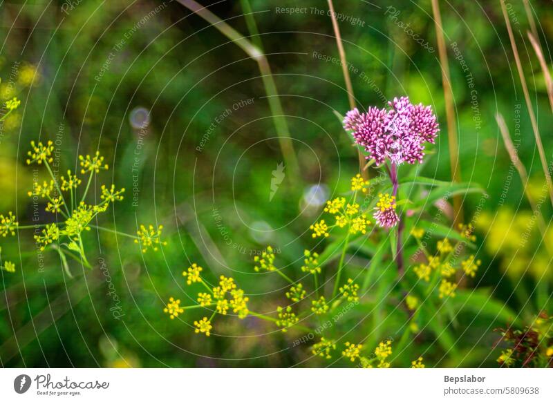 Nahaufnahme von Blumen auf dem Land ländliche Blume Landschaft Natur Botanik Vegetation Pflanze Bokeh herbaceus belaubt natürlich