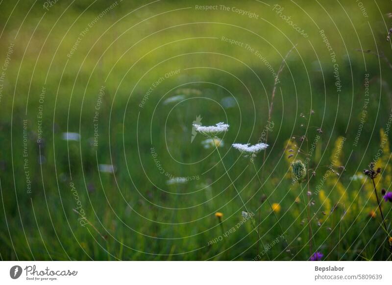 Blick auf eine ländliche Blume Landschaft Natur Botanik Vegetation Pflanze Bokeh herbaceus belaubt natürlich