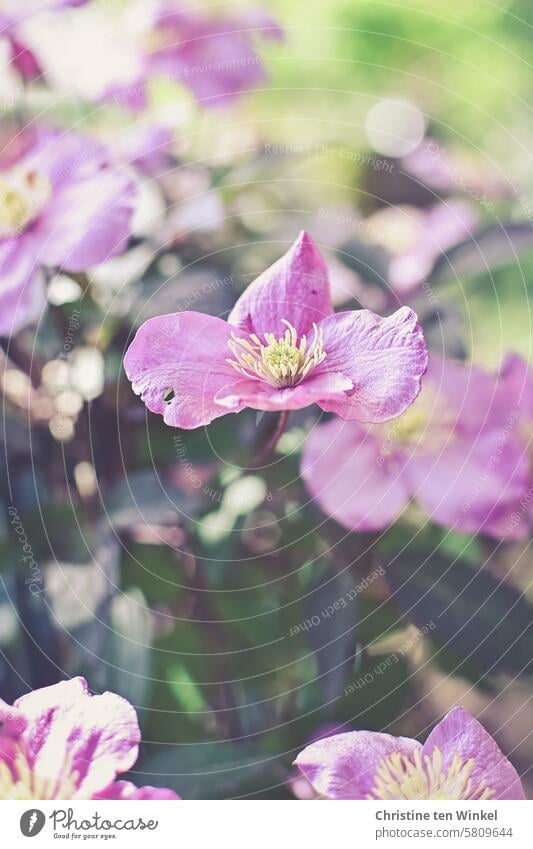 Schöne rosa Blüten einer Clematis im Sonnenlicht Kletterpflanze Klematis schön Pflanze Unschärfe Naturfotografie pink roafarben Frühling natürlich Garten Blume