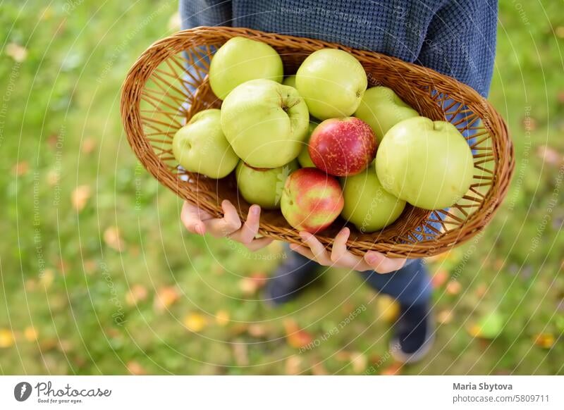 Generiertes Bild Kind Apfel Business Garten Ernte Bauernhof organisch Sale Frucht Sommer Gartenarbeit Natur Obstgarten Lebensmittel Baum Herbst Ackerbau Korb