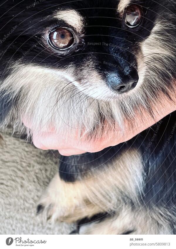 Pomeranian Zergspitz Hund Haustier Blick streicheln Tier Farbfoto Streicheln niedlich Tierporträt Tierliebe 1 Tag Fell Tiergesicht kuschlig Nahaufnahme