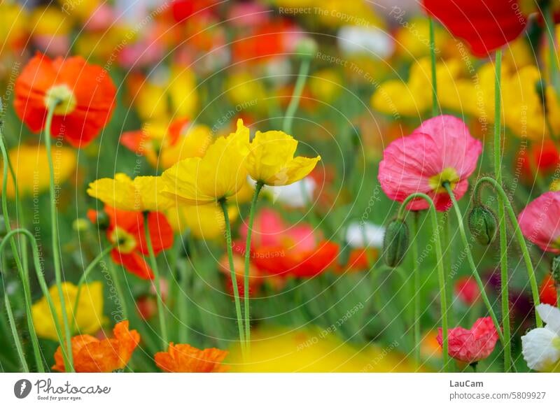 Blumenwiese - farbenfroher Islandmohn blühen Blüten Blumenstiele Wiese Wiesenblume bunt Garten gelb rot grün Frühling Sommer Natur Wildblumen Farbfoto