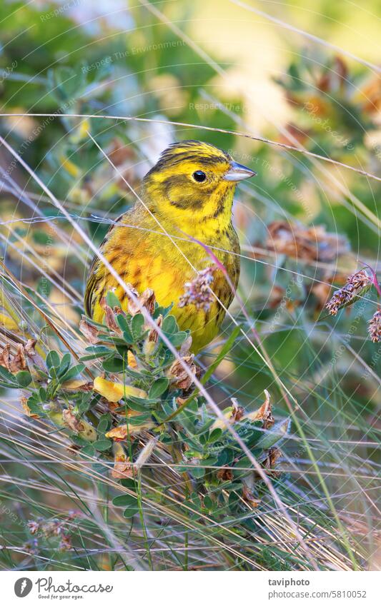 Goldammermännchen auf niedrigem Strauch stehend Erwachsener Tier Vogel Schnabel schön Vogelbeobachtung Vögel in freier Wildbahn hell braun Fahnentuch Citrinella