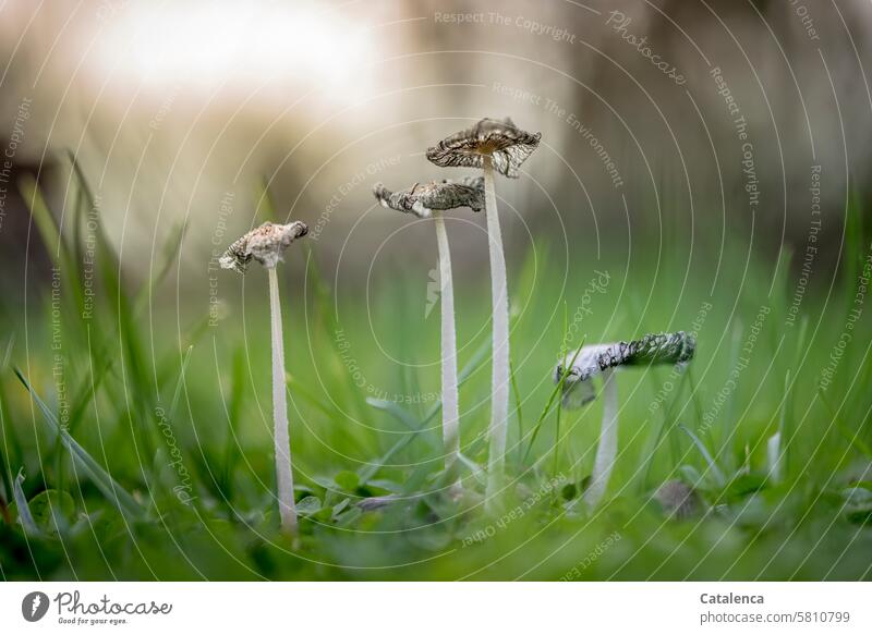 Filigrane Pilze im Gras Natur Umwelt Flora Grashalme Wiese Garten wachsen Naturaufnahme Pflanze Tag Tageslicht Grün Grau