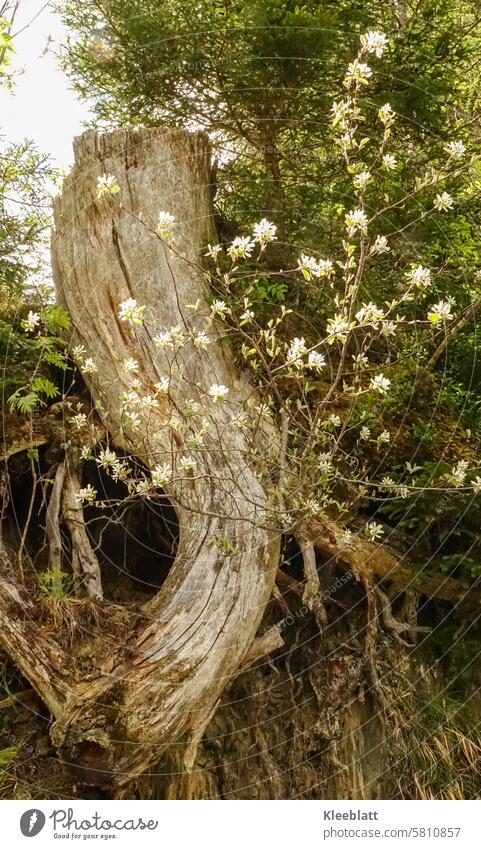 Die Kraft des Lebens - Abgestorbener Baum treibt neu aus und blüht - Wunder des Lebens Wundes des Lebens abgestorben Neubeginn Erneuerung Wiedergeburt wachsen