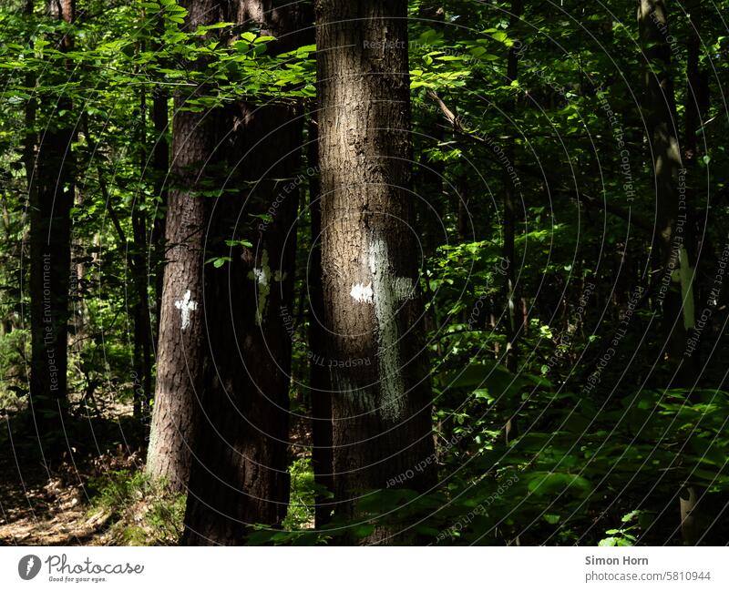 weiße Kreuze auf Baumstämmen im Wald Baumstamm Abholzung Protest Umweltschutz Bäume Baumsterben Waldsterben Naturschutz Markierung Totholz Forstwirtschaft