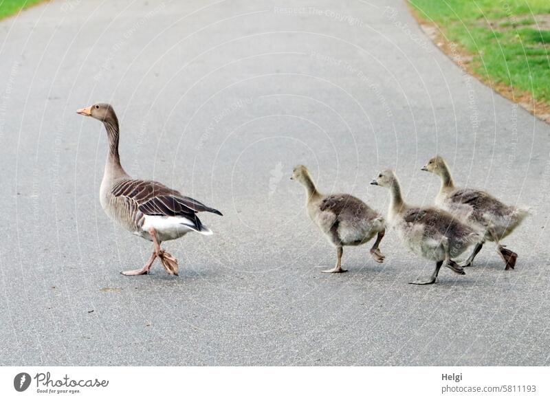 im Gänsemarsch ... Gans Graugans Küken Gänseküken Weg watscheln Bewegung bewegen Frühling Gänsefamilie Vogel Tier Wildtier Außenaufnahme Farbfoto Natur Wildgans