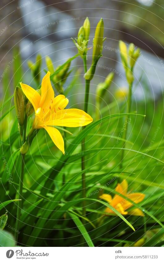 Die Lilie | gelb leuchten. Blume Blüte natürlich künstlich blühen blühend blühende Blume erblühen nah Natur Blütezeit romantisch aufblühen Details Stempel