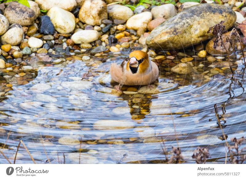 Badetag bei Kernbeißers baden putzen Waschen sich waschen körperreinigung Sauberkeit Schwimmen & Baden Wasser Teich Teichufer Körperpflege Gefiederreinigung