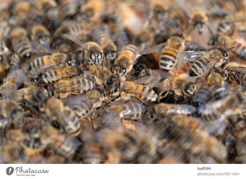 Nahaufnahme von Bienen auf einer Wabe Bienenzucht Bienenstock Honigwabe Imker Bienenkorb Honigbiene Kolonie imkern Honigbeuten Imme Honigraum Bienentraube