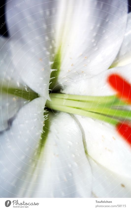 unschuld Lilien weiß Blüte Blume Blatt Pflanze Pollen Blütenkelch Makroaufnahme