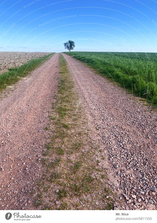 Feldweg Wege & Pfade Baum Spaziergang Umwelt Landschaft natürlich Idylle Einsamkeit Stille wandern Spazierweg Fußweg Fluchtpunkt Feldrand geradeaus Ziel staubig