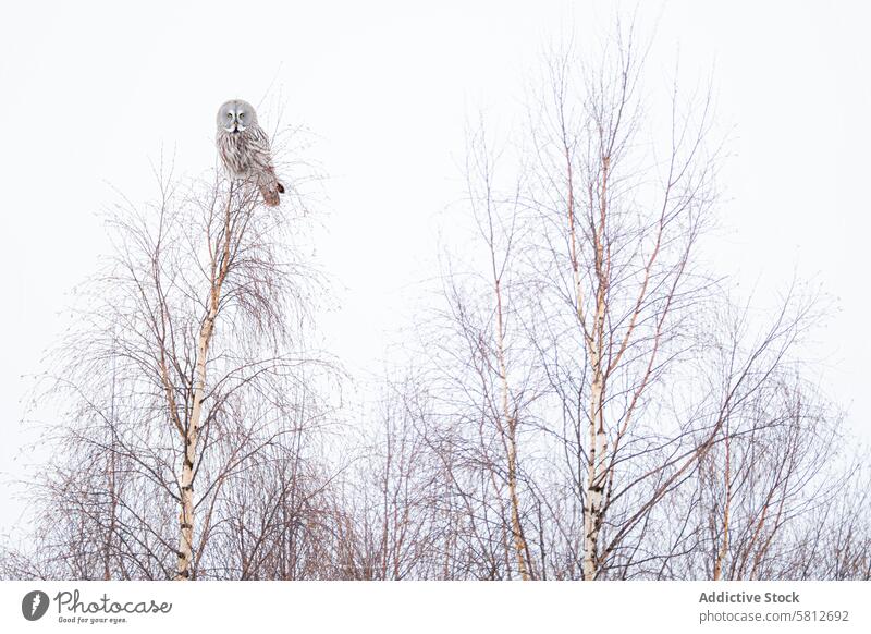 Steinkauz auf einer Winterbirke sitzend Waldohreule Bartkauz Birke Tarnung Vogel Natur Tierwelt majestätisch natürlich Barsch schlanke laublos kalt im Freien