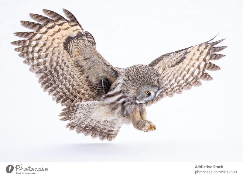 Majestätischer Steinkauz im Flug gegen Weiß Waldohreule Bartkauz Vogel Flügel Aufstrich fliegen weißer Hintergrund Tierwelt majestätisch Natur Feder Greifvogel