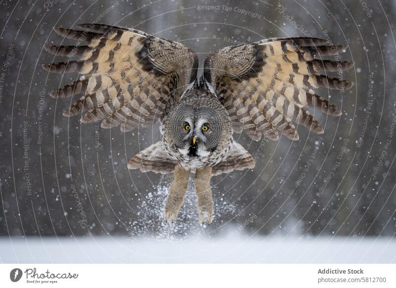 Majestätischer Steinkauz bei der Landung im Schneegestöber Waldohreule Bartkauz Vogel Greifvogel Flügel Spannweite Landen Schneesturm Tierwelt Natur