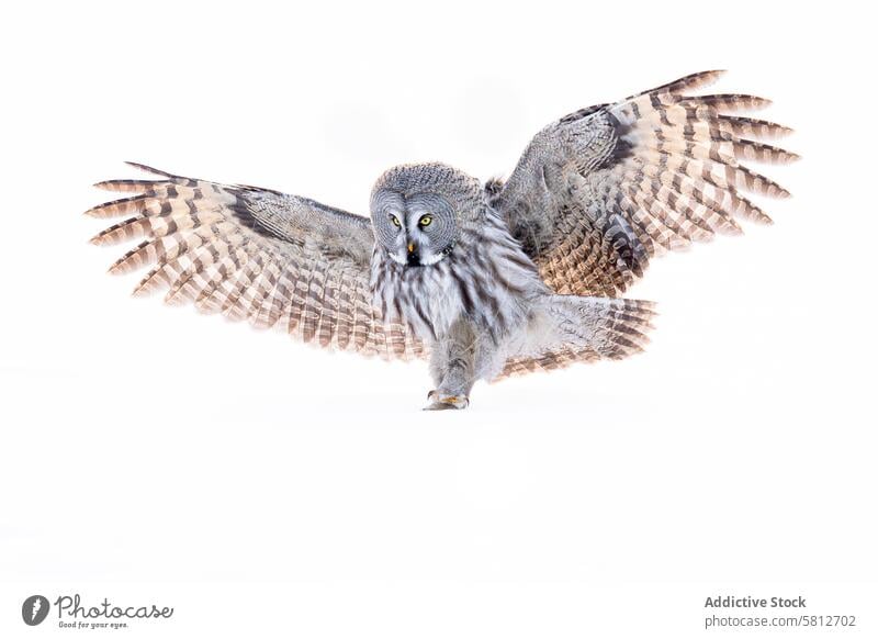 Steinkauz im Flug vor weißem Hintergrund Waldohreule Bartkauz Vogel Raptor Spannweite mitten im Flug Federn Tierwelt Natur luftgestützt Raubtier grau vereinzelt