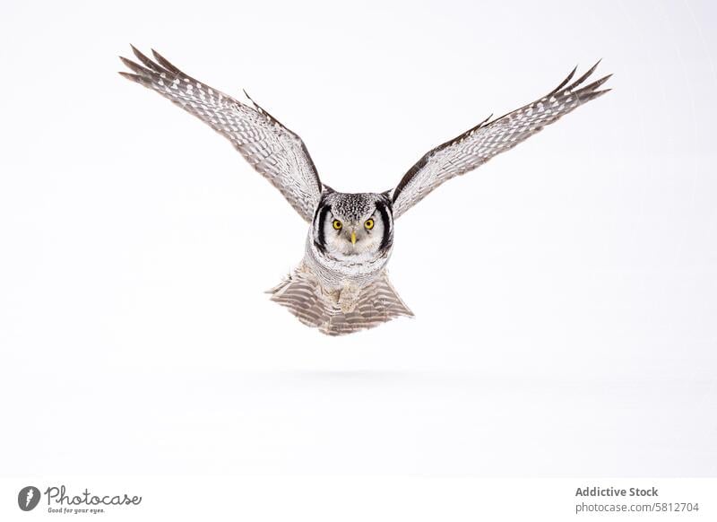 Habichtskauz im Flug auf klarem Hintergrund Vogel Tierwelt Raptor Natur Flügel fliegen Raubtier Federn Auge mitten im Flug weißer Hintergrund majestätisch