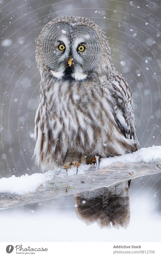 Steinkauz in verschneiter Umgebung Bartkauz Schnee Ast gehockt Vogel Raptor Tierwelt Natur Federn gelbe Augen Schnabel Winter Tarnung im Freien kalt Wetter