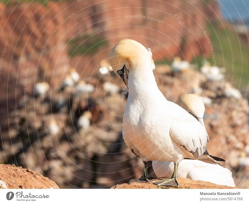 Lummenvogel in der Brutzeit Lummenfelsen Helgoland Helgoland Vogelfelsen Nordsee Außenaufnahme Natur Insel Wildtier Felsen Farbfoto schleswig holstein