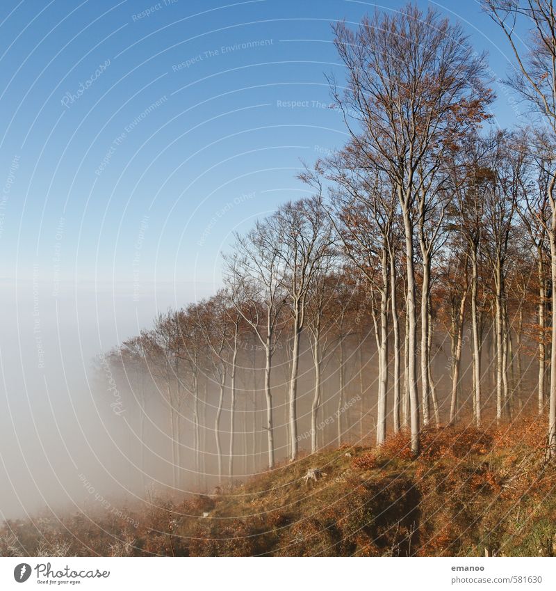 Waldnebel Ausflug Berge u. Gebirge wandern Natur Landschaft Luft Wasser Himmel Wolken Winter Klima Wetter Nebel Pflanze Baum Hügel Gipfel hoch blau Nebelwald