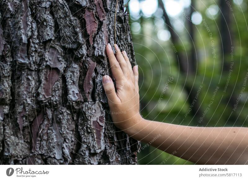 Nahaufnahme einer Hand auf einem Baum grün Natur Pflanze Ökologie Umwelt Erde Pflege Menschen organisch umgebungsbedingt Wachstum Leben menschlich Konzept