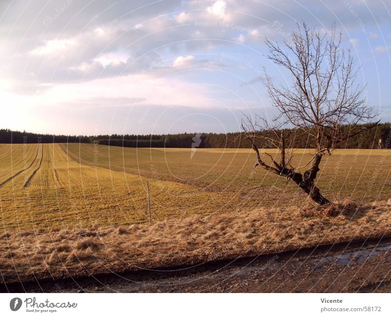 Feldversuch Gegend Baum Wald Wolken Licht Fußweg Landwirtschaft Horizont gepflügt Muster Einsamkeit Dämmerung Zaun Hochsitz Hügel Landschaft Himmel Sonne