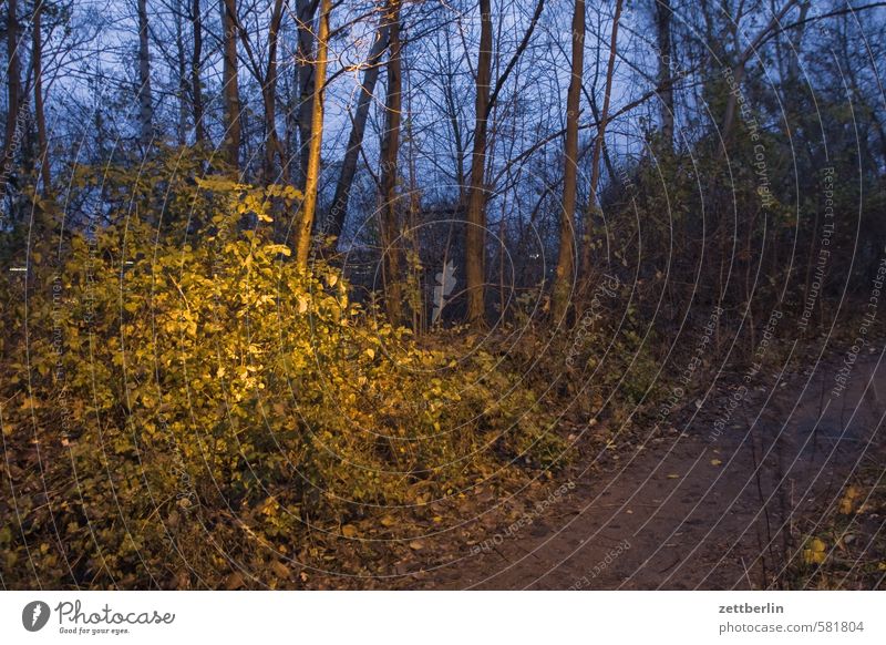 Busch im Dunkeln Abend Urwald dunkel geheimnisvoll Herbst Natur Naturschutzgebiet Wildpark Umweltschutz November Park Schöneberg Wald wallroth Winter Sträucher