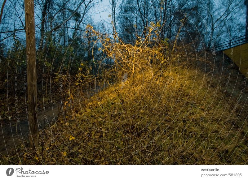 PC-Treffen Abend Urwald dunkel geheimnisvoll Herbst Natur Naturschutzgebiet Wildpark Umweltschutz November Park Schöneberg Wald wallroth Winter Sträucher