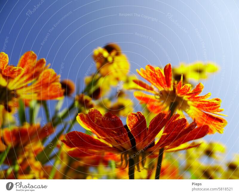 Zweifarbige Blüten der Sonnenbraut (Bienentrachtpflanze) Sommer Sommerblumen Garten Juli August staudenpflanze bienenfreundlich Blume Gartenblume Sommergefühl