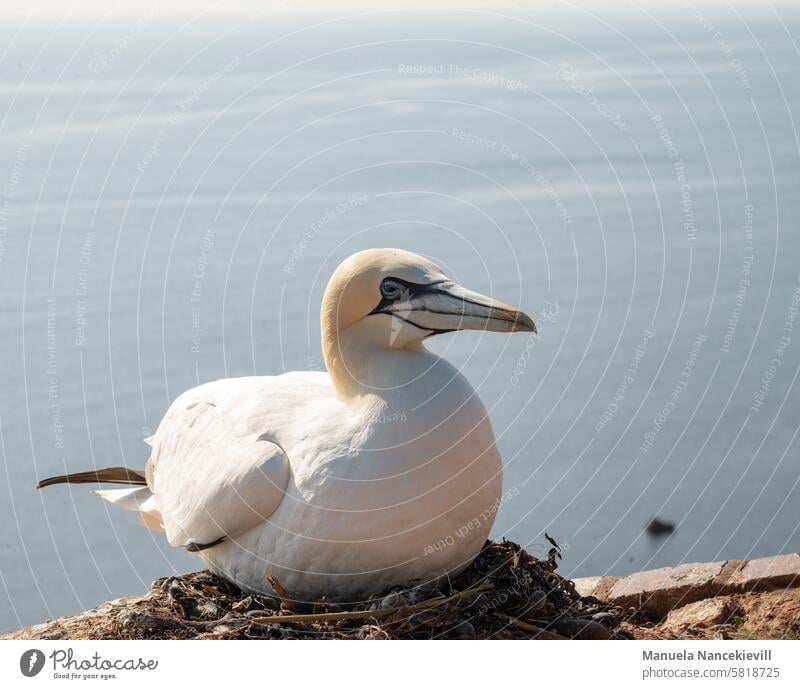 brütender Basstölpel Vogel Farbfoto Tier Außenaufnahme Wildtier Natur Helgoland Felsen Nordsee Meer Insel natürlich Küste Landschaft Wasser frei hell