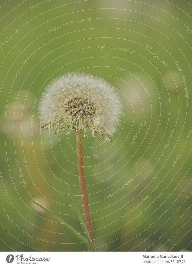 verträumte Zärtlichkeit Pusteblume Löwenzahn Pflanze Natur Makroaufnahme Detailaufnahme Samen Nahaufnahme Schwache Tiefenschärfe zart Leichtigkeit leicht weich