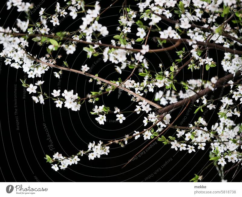 Kirschblüten bei Nacht Baum Blüten Frühling Blühend Park Garten Kirsche Frühlingsgefühle Blütenmeer schön spektakulär frühlingshaft Bienen Pollen Naturschutz