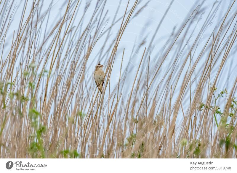 Schilfrohrsänger Acrocephalus schoenobaenus Schilfgebiet am Schilfgras Schilfhalme Reetgras Riet Singvogel Passeri Vögel kleiner Vogel Tierwelt Fauna Geäst