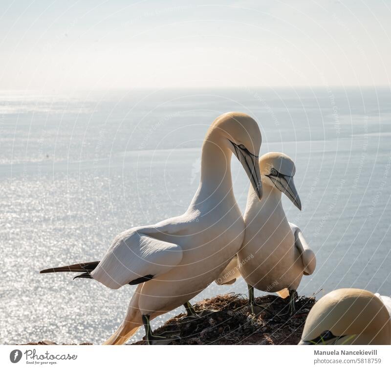 turtelndes Lummenpärchen Basstölpel Vogel Farbfoto Tier Außenaufnahme Wildtier Natur Helgoland Nordsee Meer Küste Felsen Wasser Insel frei natürlich Licht