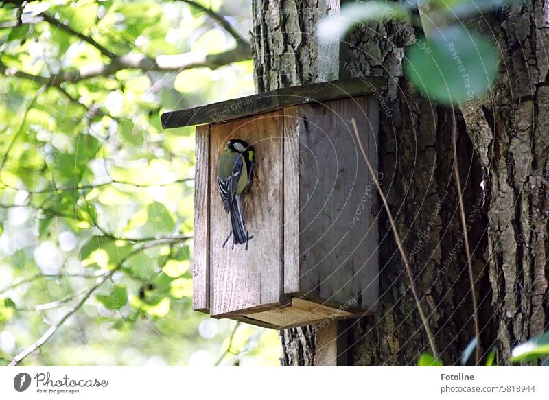 Eine Kohlmeise füttert eifrig ihren Nachwuchs. Wie ein kleiner Artist hängt sie an dem Nistkasten und bemerkt mich gar nicht. Meise Vogel Tier Außenaufnahme