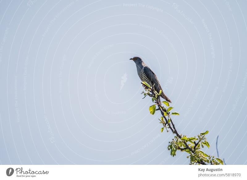 Kuckuck Kuckuck im Geäst Cuculus canorus Kuckucksvögel Cuculiformes Vogel Nationalpark Wattenmeer Natur Fauna Farben Gefieder Vogelwelt Teleaufnahme Fotografie