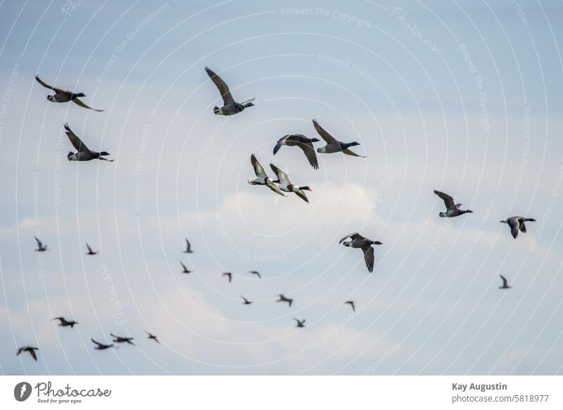 Gänse im Flug Brandgänse Watufer Wattenmeer Natur Vögel fliegen Vogel Himmel Außenaufnahme Wildgänse Flügel Vogelschwarm Tiergruppe Vogelflug Schwarm