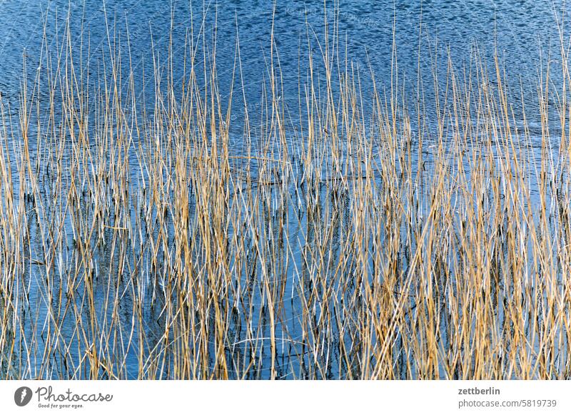 Hiddensee - Schilf ferien ferne frühling grieben hiddensee horizont insel kloszer mecklenburg meer mv nezuendorf ostsee reise sehnsucht sommer sonne strand