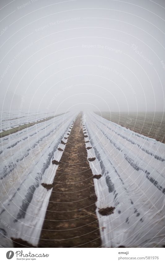 karg Umwelt Natur Landschaft Winter schlechtes Wetter Nebel Feld gruselig kalt trist grau Farbfoto Gedeckte Farben Außenaufnahme Menschenleer Textfreiraum oben